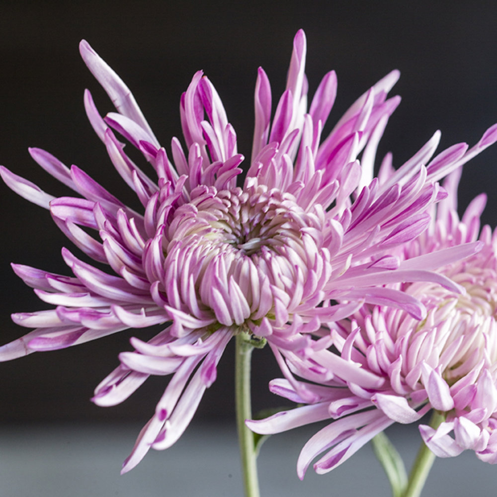 19 Stunning Fall Chrysanthemums Sunset Magazine