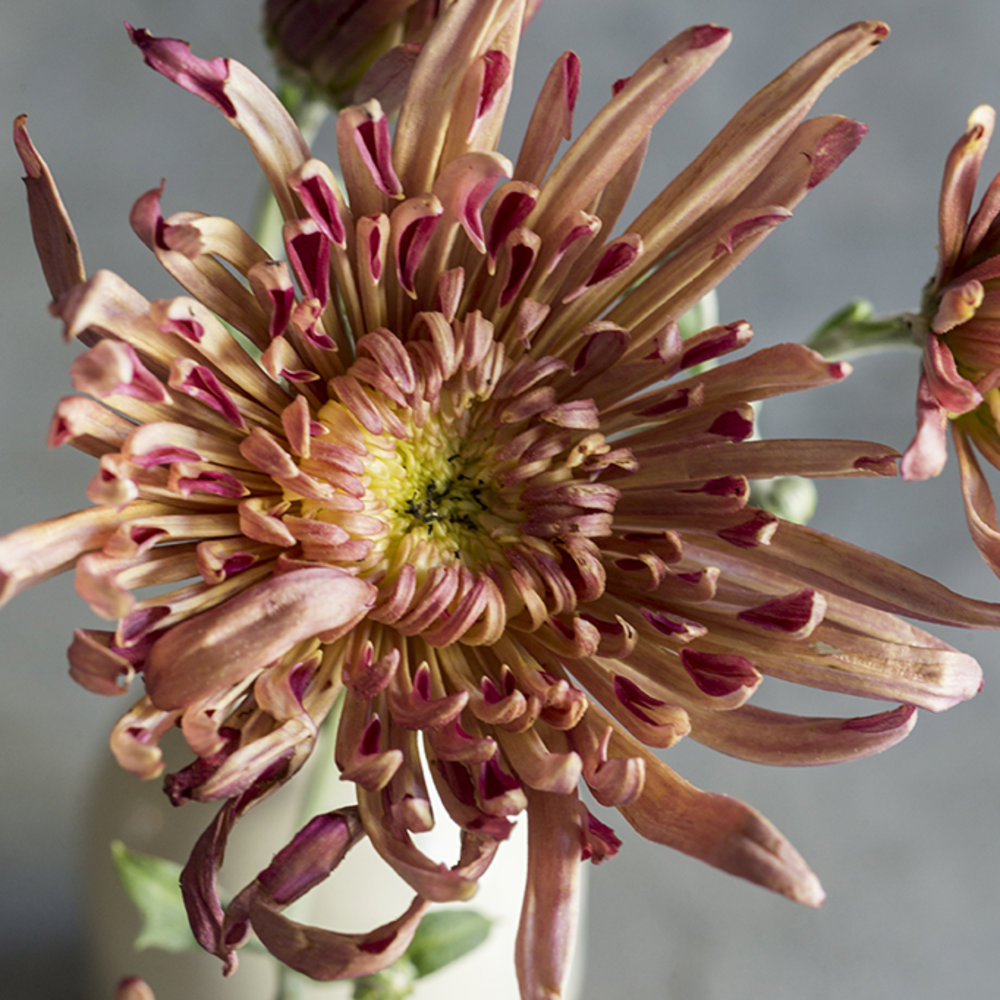 19 Stunning Fall Chrysanthemums Sunset Magazine