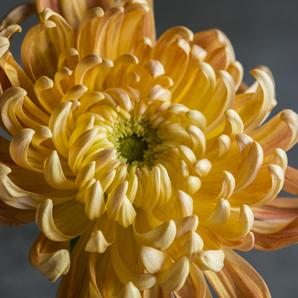 19 Stunning Fall Chrysanthemums Sunset Magazine