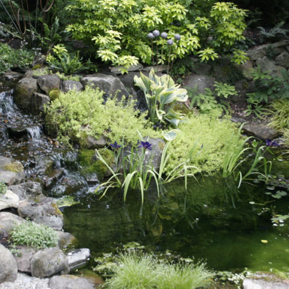 How to Create a Nature-Lover’s Yard - Sunset Magazine