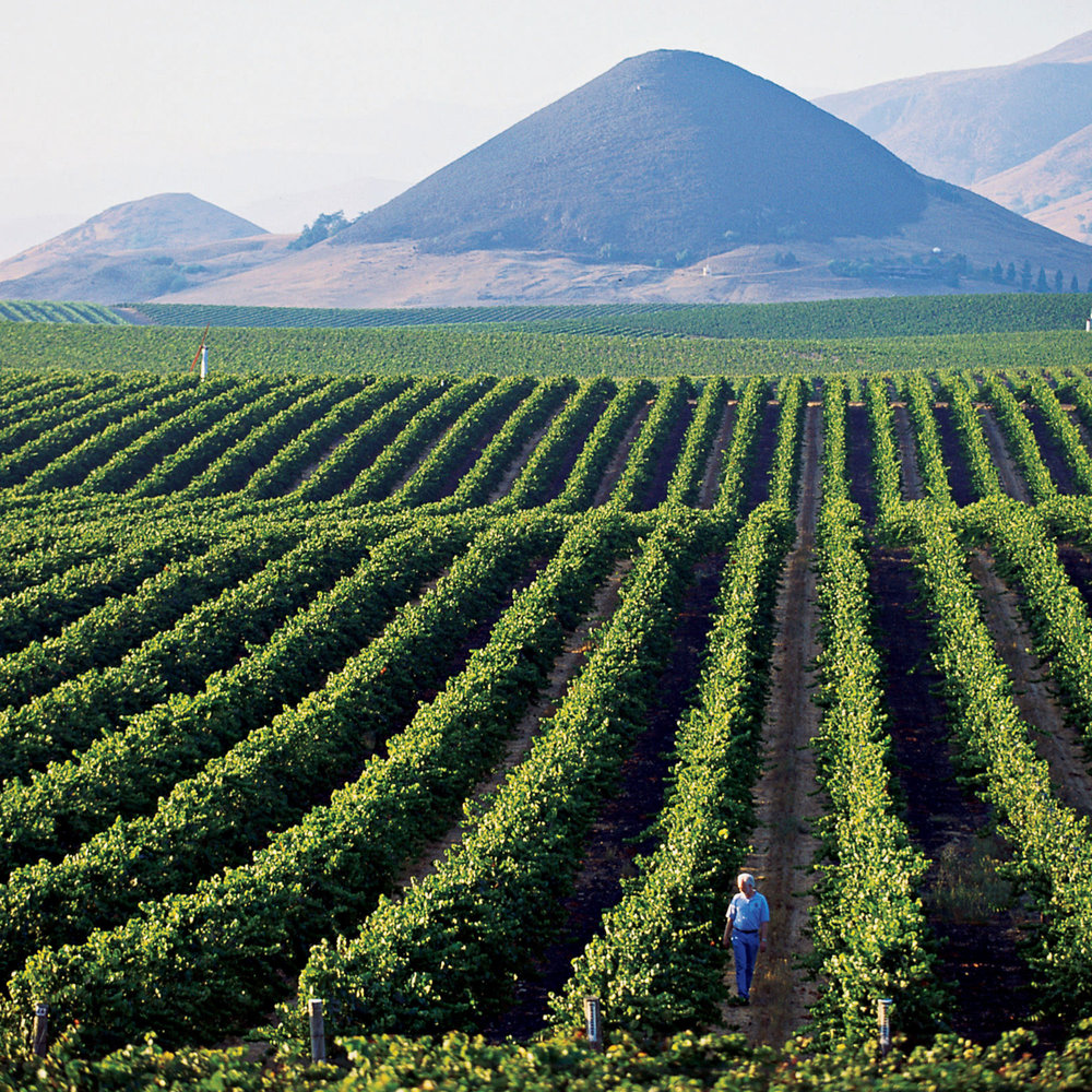 Edna Valley wines - Sunset Magazine
