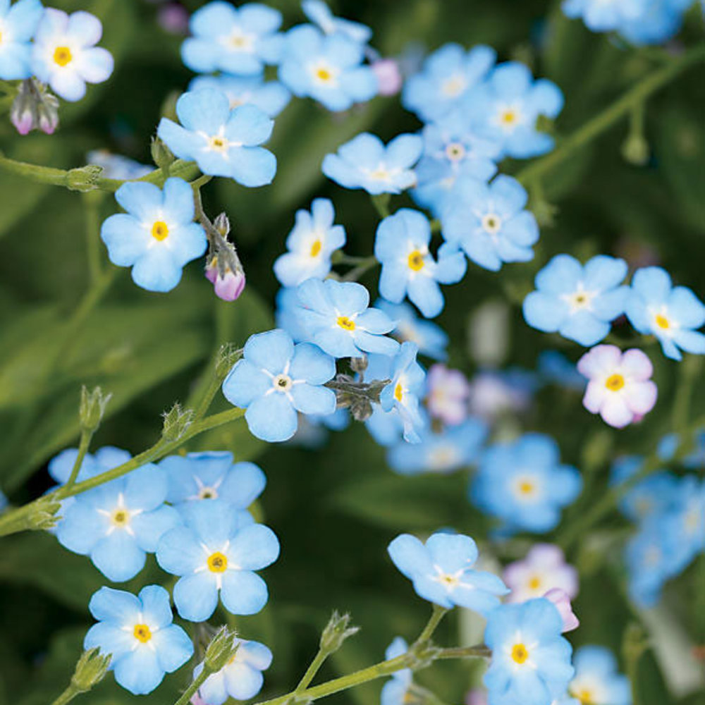 Blue flowers on sale