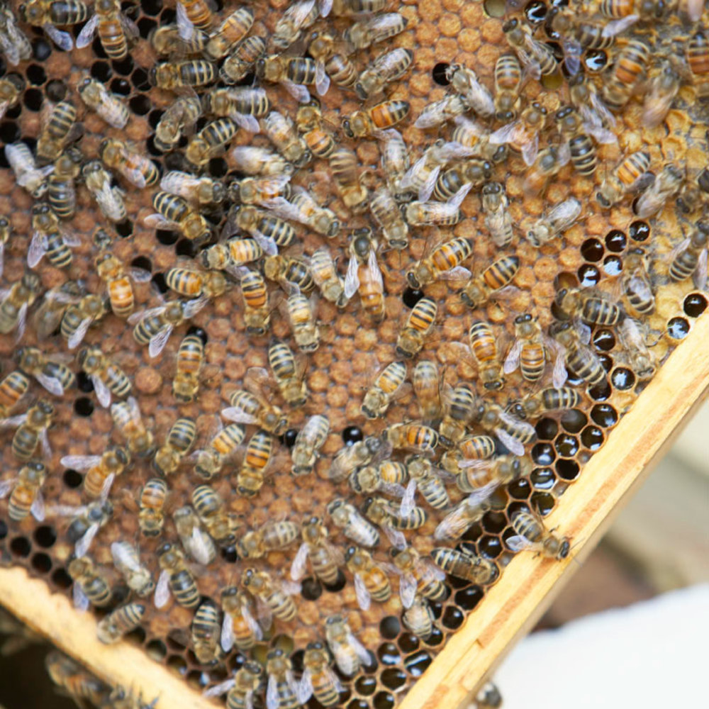 Why Do Honeycombs Look That Way?, Beekeeping Learning Center