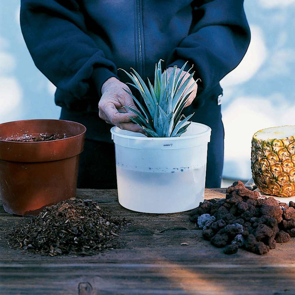 How to Grow Pineapples in Pots Sunset Magazine
