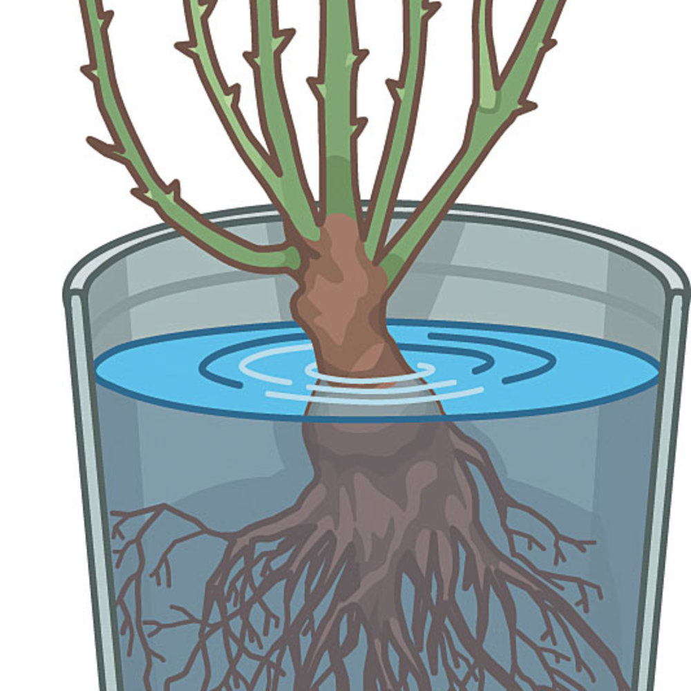 How to Plant a BareRoot Rose Sunset Magazine