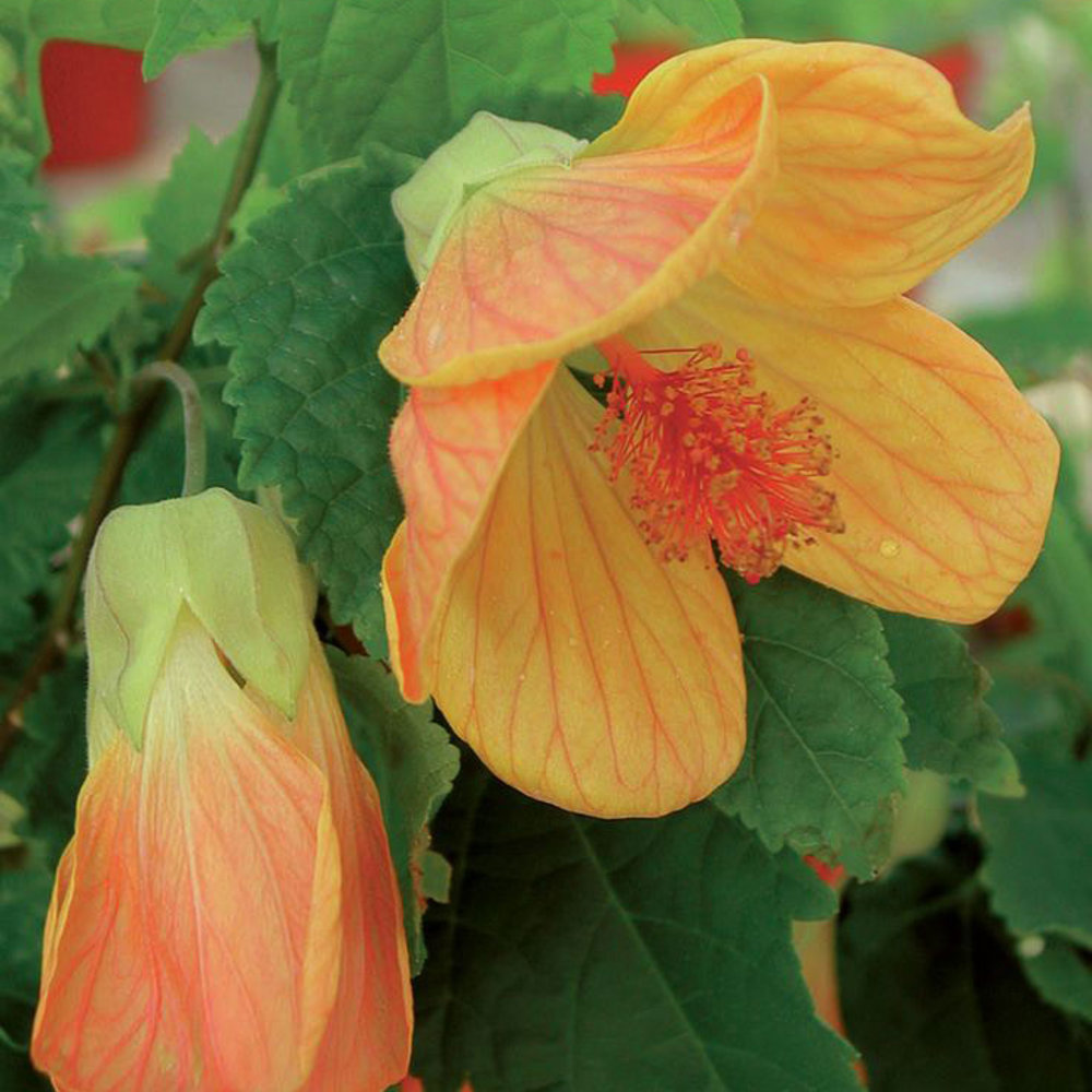 Colorful Shade Shrubs