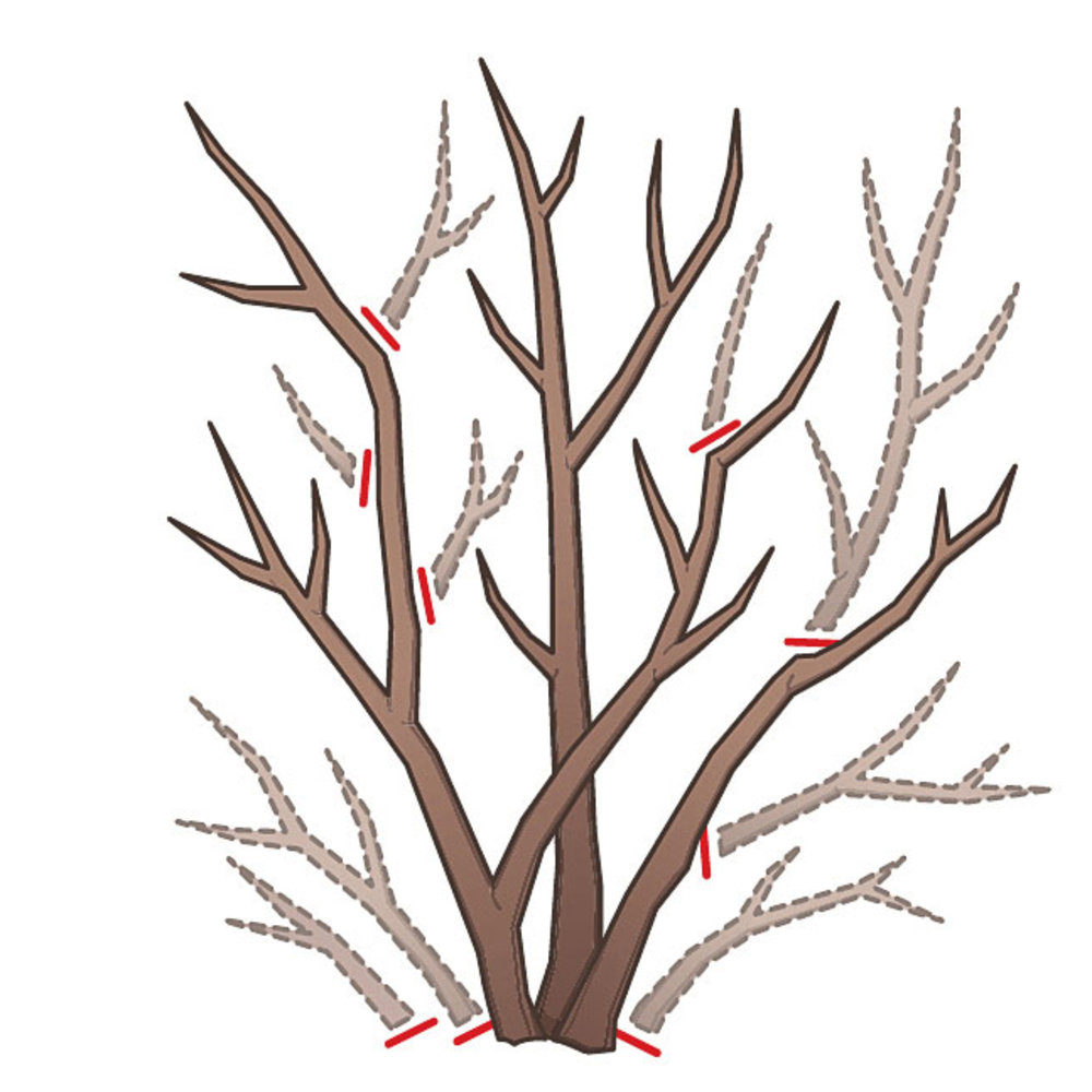 Basic Pruning Cuts - Sunset Magazine