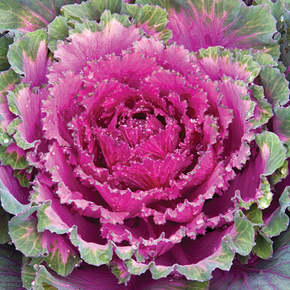 How to Grow Kale Sunset Magazine