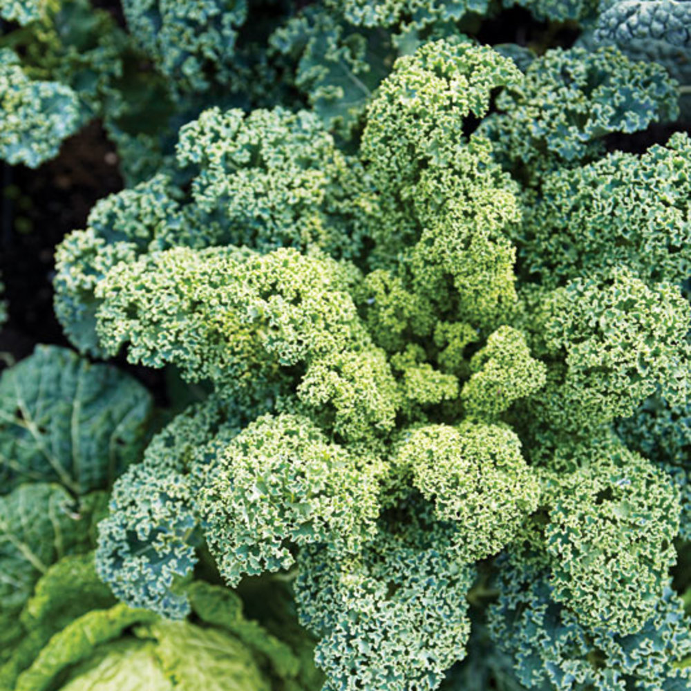 How to Grow Kale - Sunset Magazine