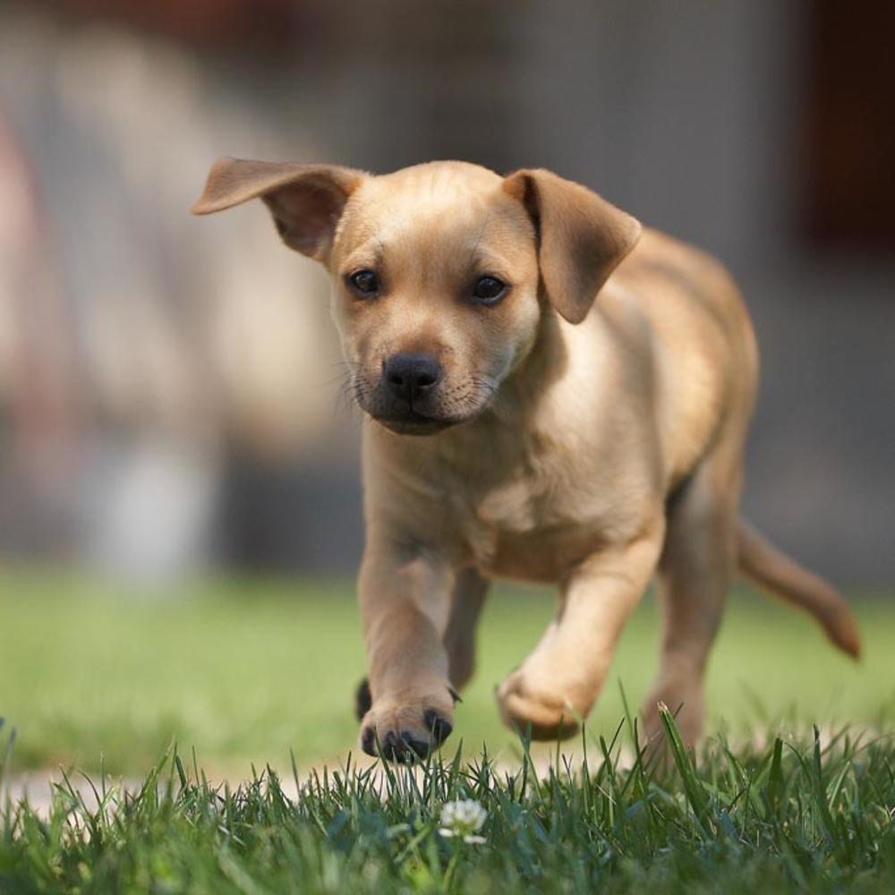 california-ranks-1st-as-most-dog-happy-state-sunset-magazine