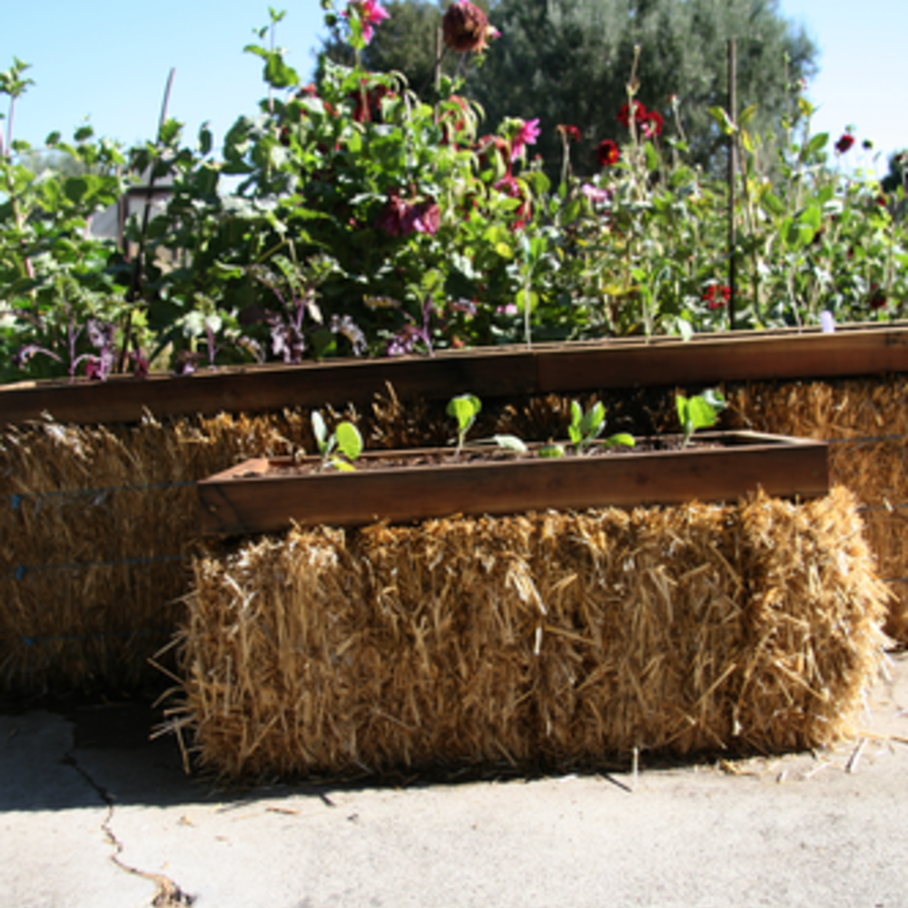 Can I use hay for a Straw Bale Garden?