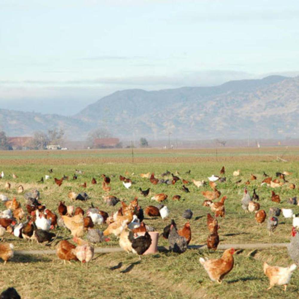 Build a Better Chicken Farm Sunset Magazine