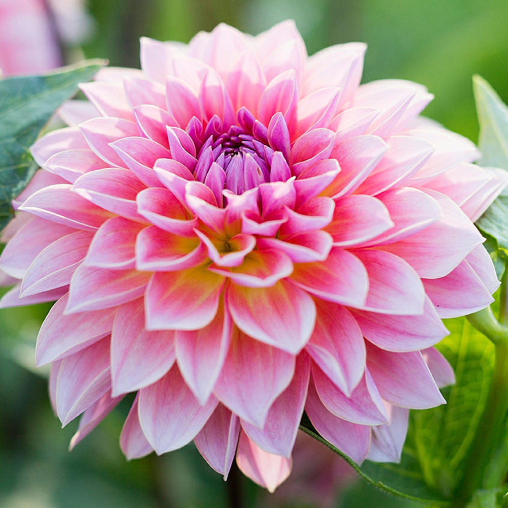 What Color Are Dahlias 14 Gorgeous Must Grow Dahlia Varieties LAZB What Color Are Dahlias 14 Gorgeous Must Grow Dahlia Varieties LAZB