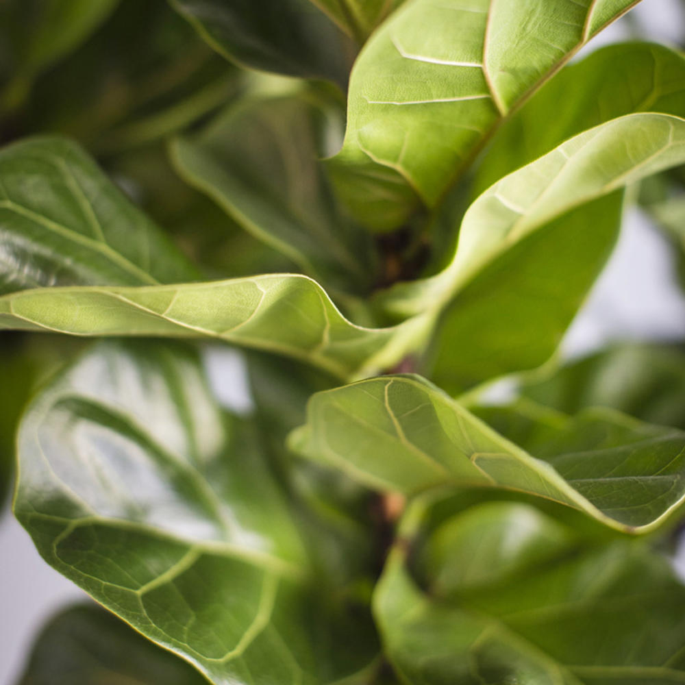 The 3 best houseplants—and how to keep them alive. - Sunset Magazine