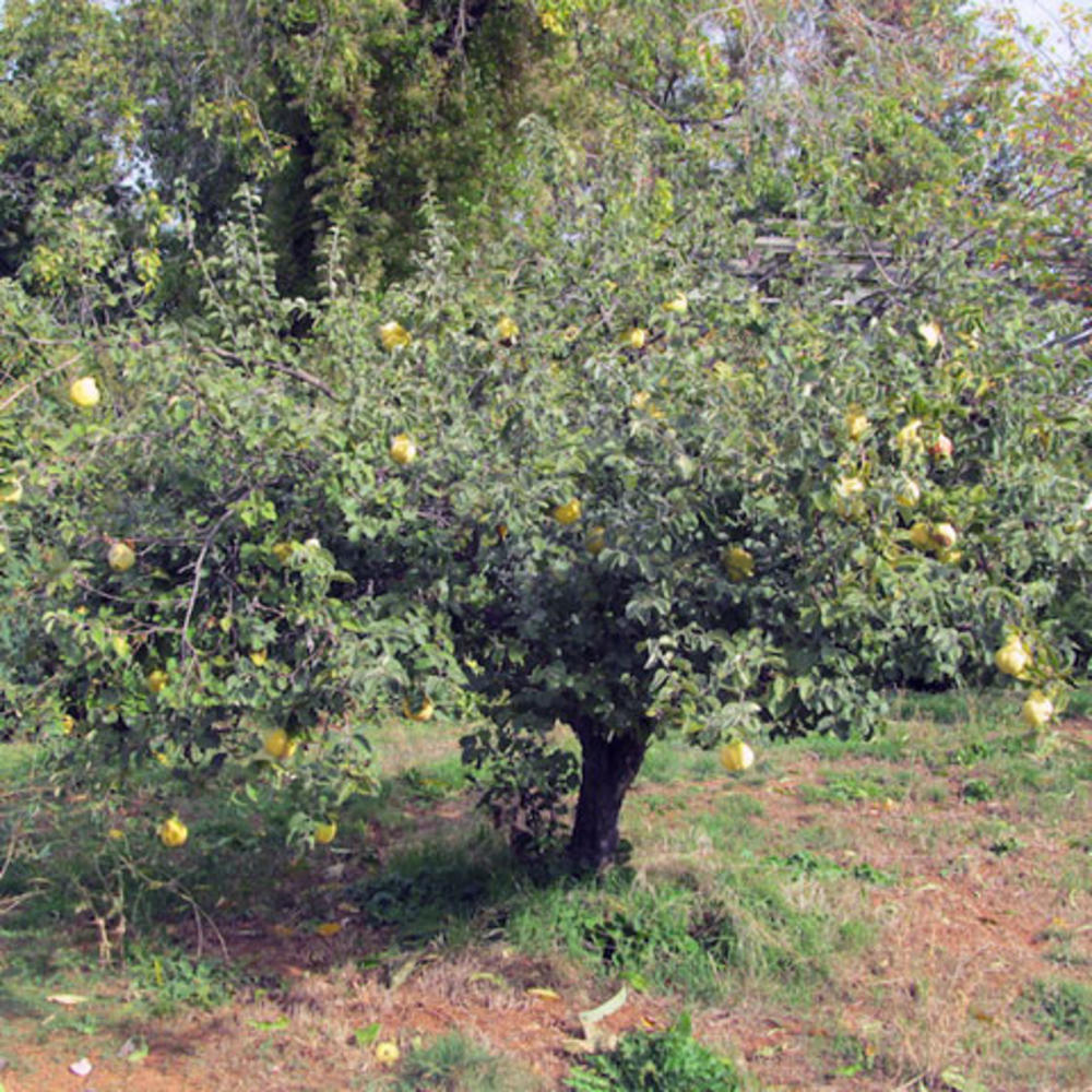 Rescue These Rare Heirloom Fruit and Nut Trees Sunset Magazine