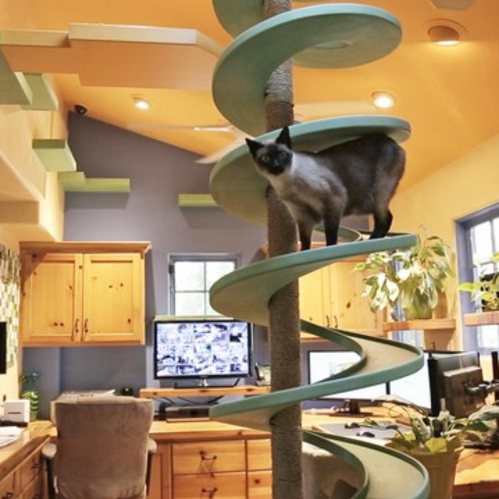 Cat-Friendly Home Design - Sunset Magazine