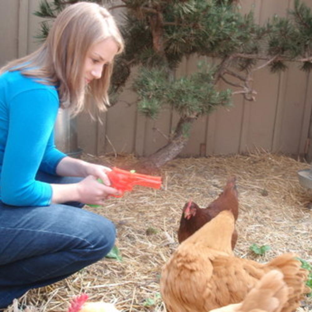 Squirting Chickens