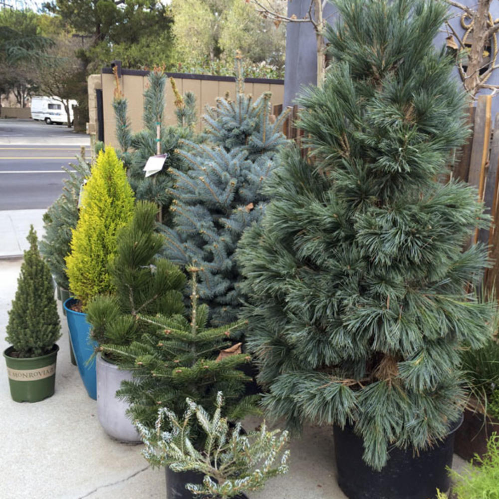 LastMinute Christmas Tree Rentals Sunset Magazine