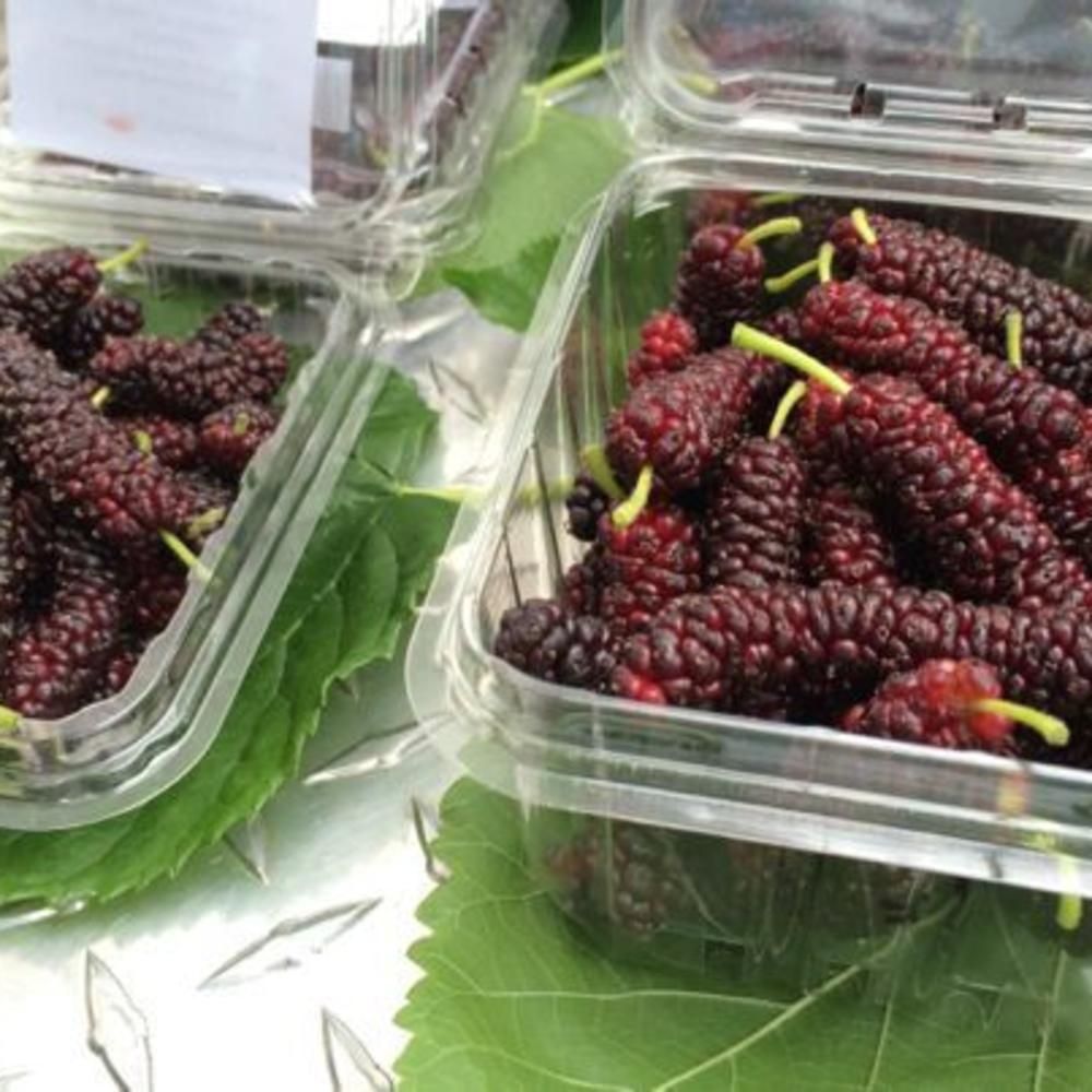 Farmers’ market find mulberries Sunset Magazine