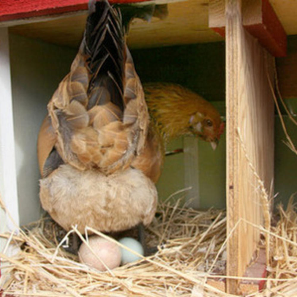Laying Hens
