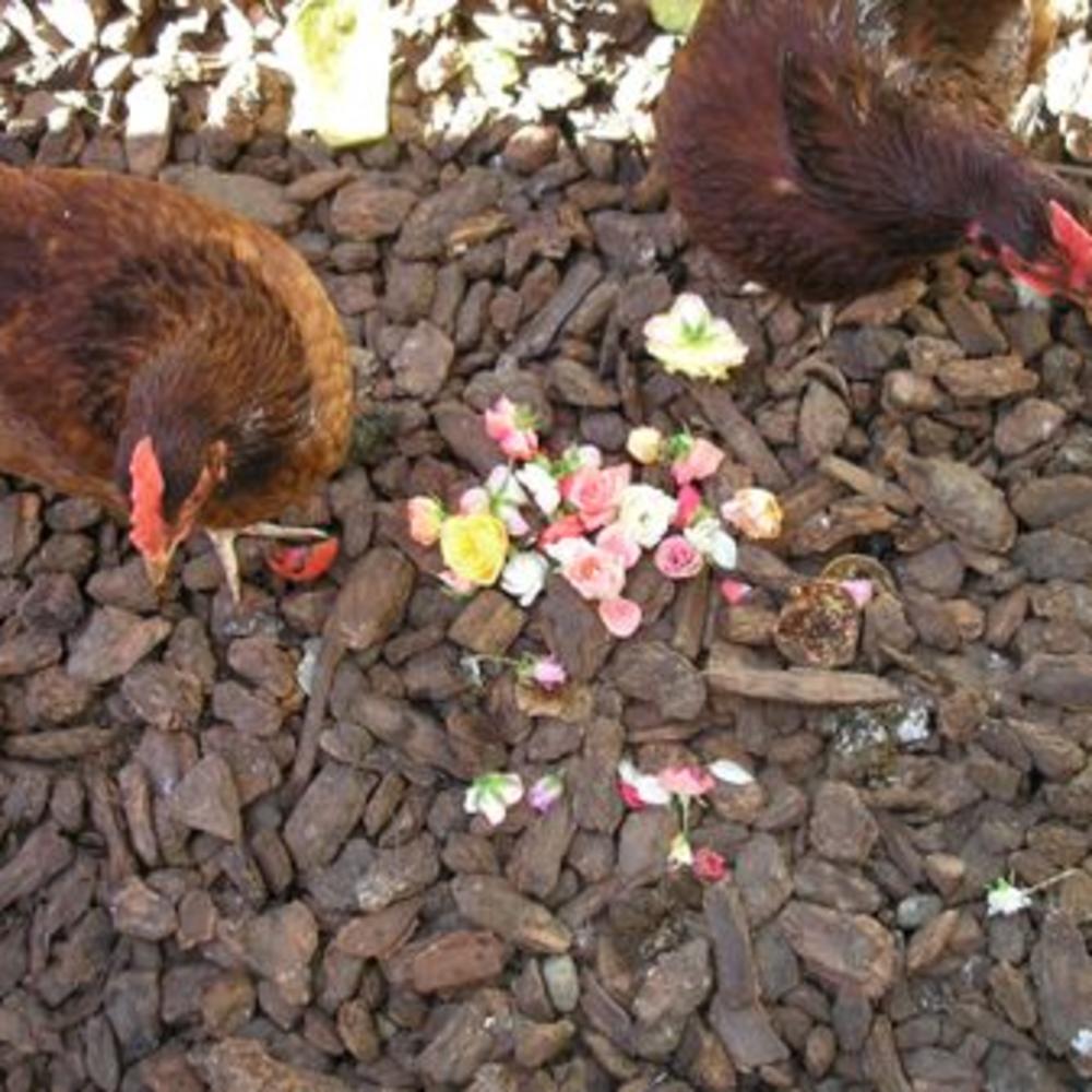 What a Chicken Won't Eat Sunset Magazine