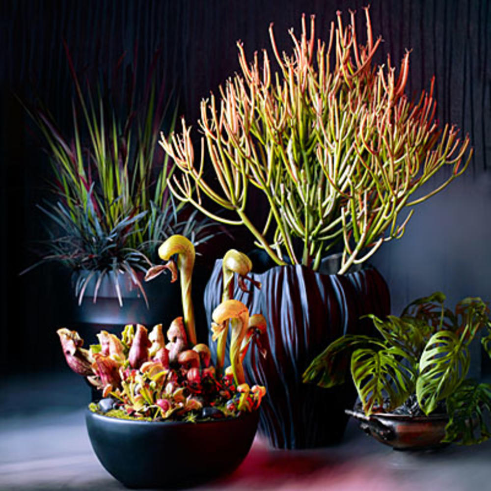 Watch a crazycool time lapse of carnivorous plants