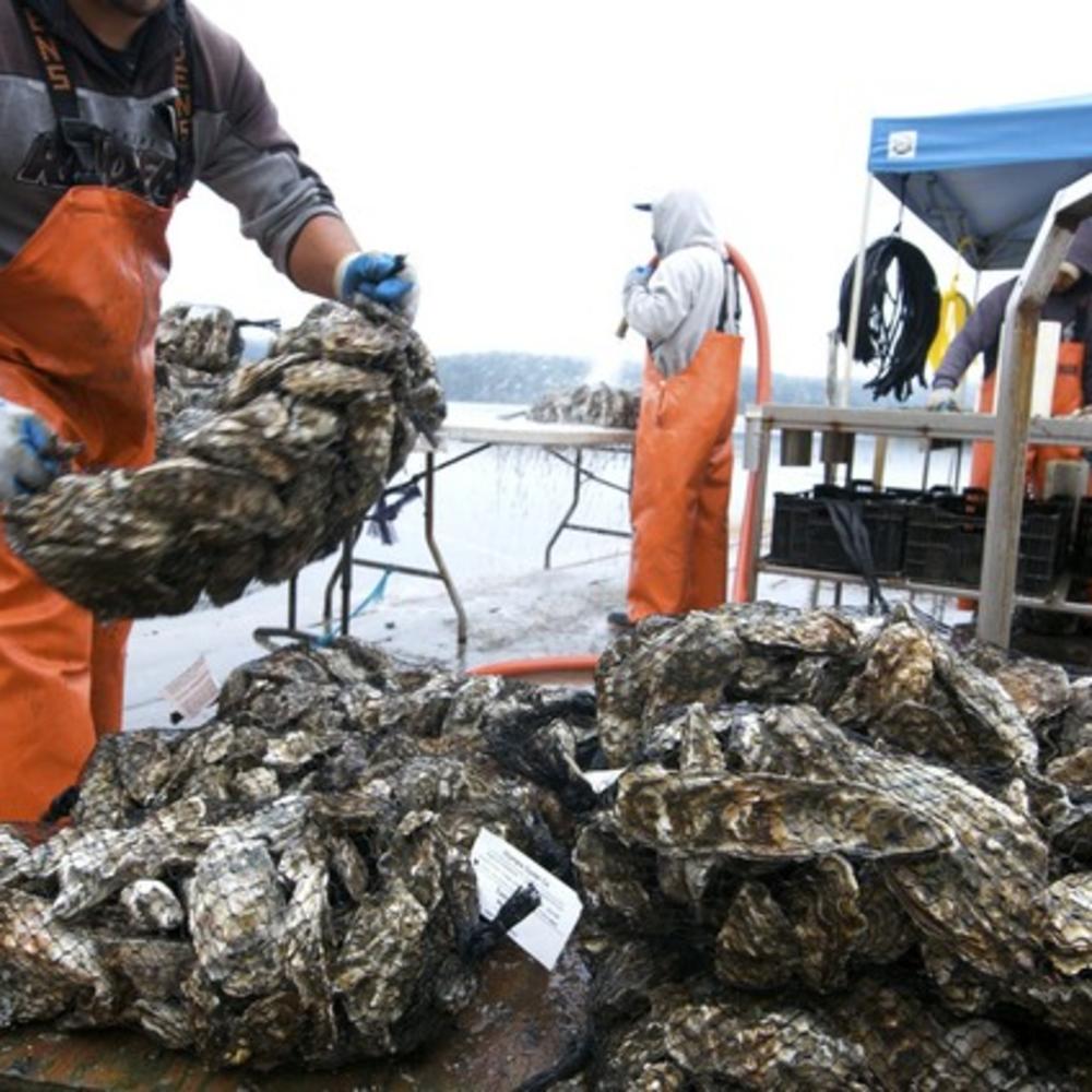 No more picnicking at Tomales Bay Oyster Company Sunset Magazine