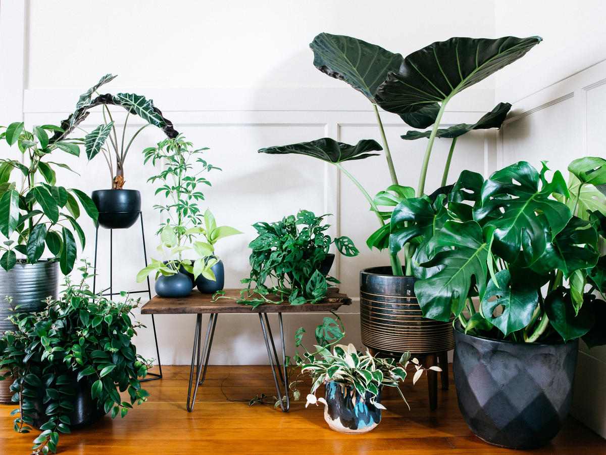 Ultimate Guide To Indoor Plants Sunset Sunset Magazine