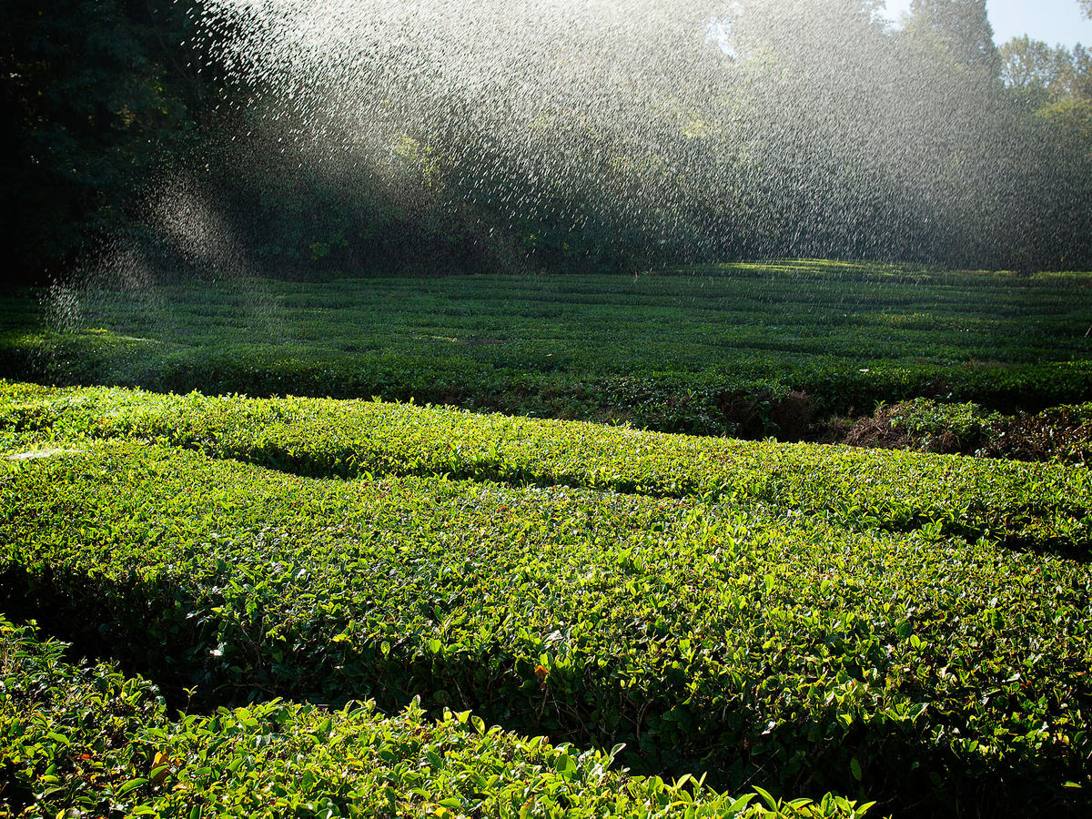Minto Island Growers tea farm