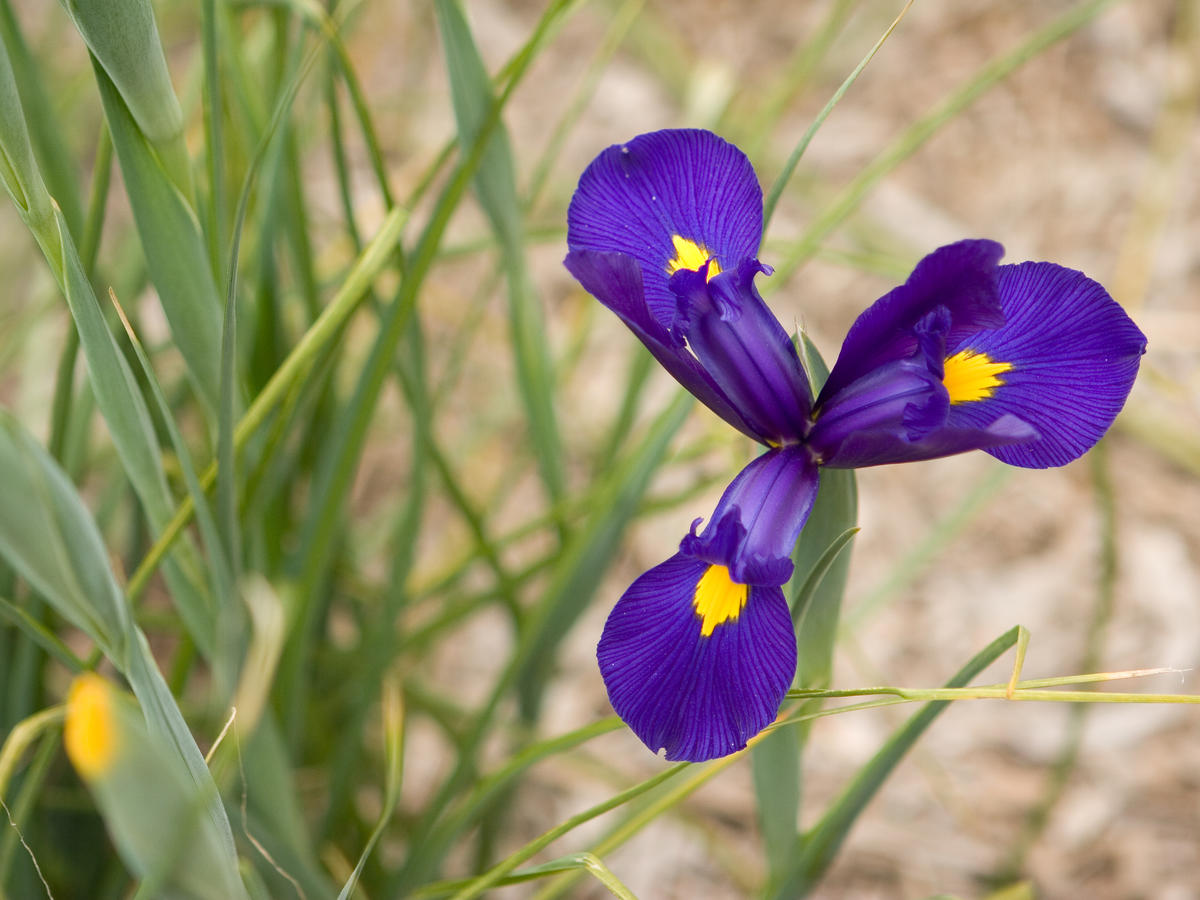 5-best-bulbs-to-plant-in-fall-sunset-magazine