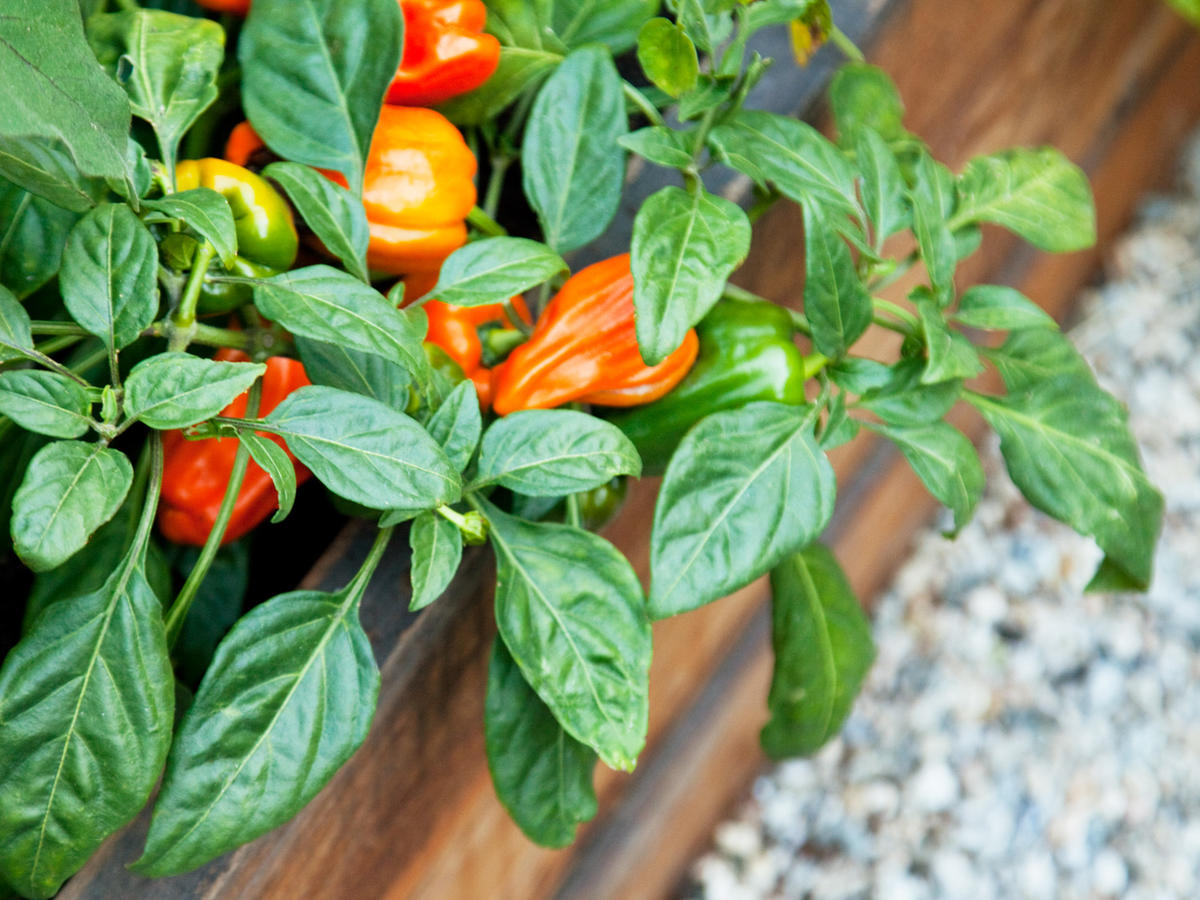 Choosing Which Vegetables To Grow Sunset Magazine