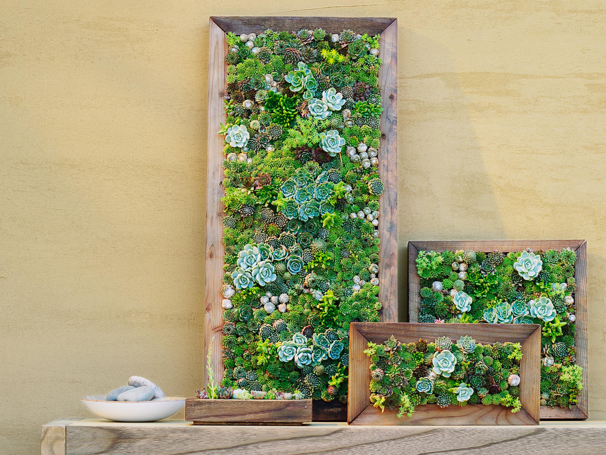 Make Your Own DIY Vertical Succulent Wall Planters - Sunset