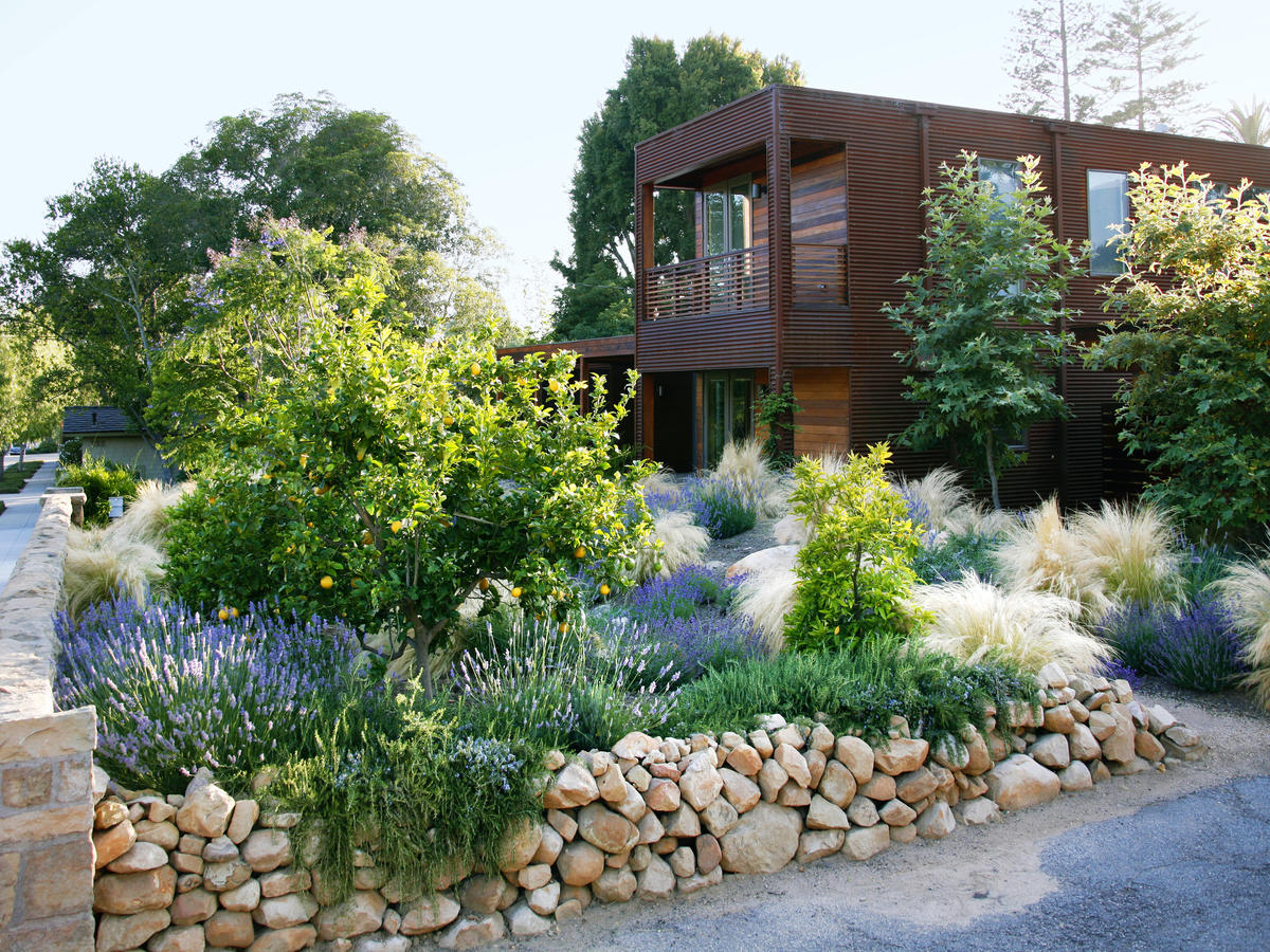 Lawn plants landscaping hot sale