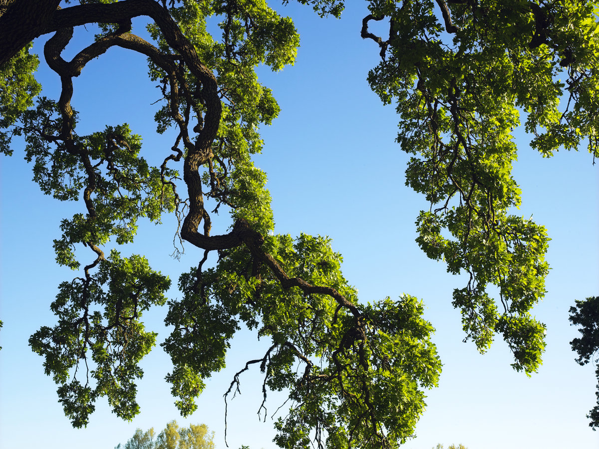 Oak Tree Branch