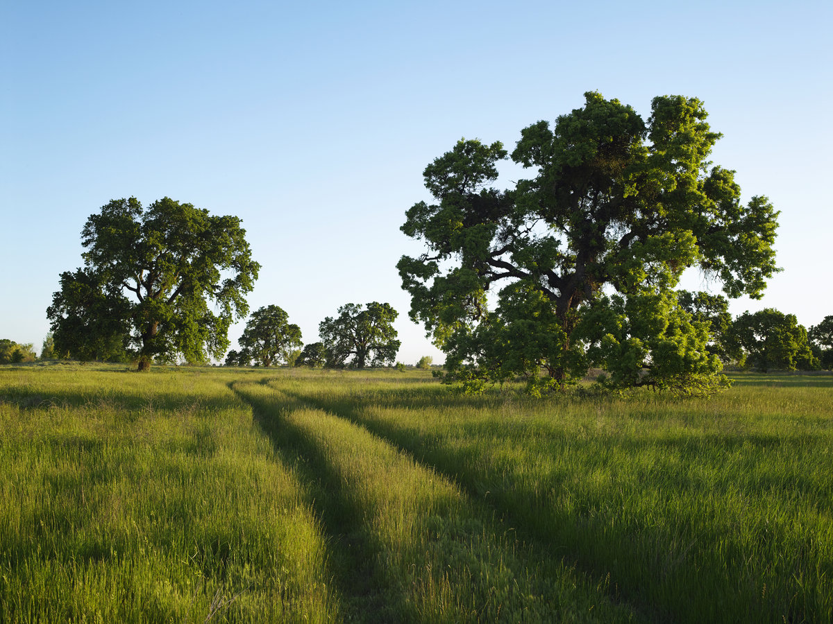 Saving California S Oak Trees Sunset Magazine