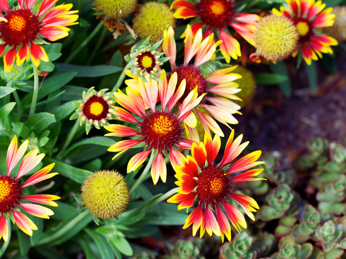 Top WaterWise Plants Sunset Magazine