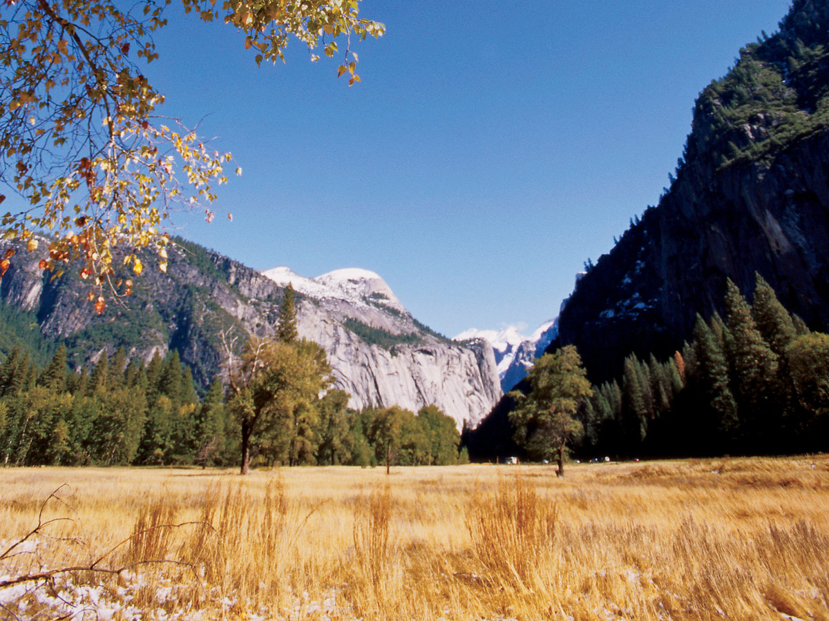 Golden Yosemite