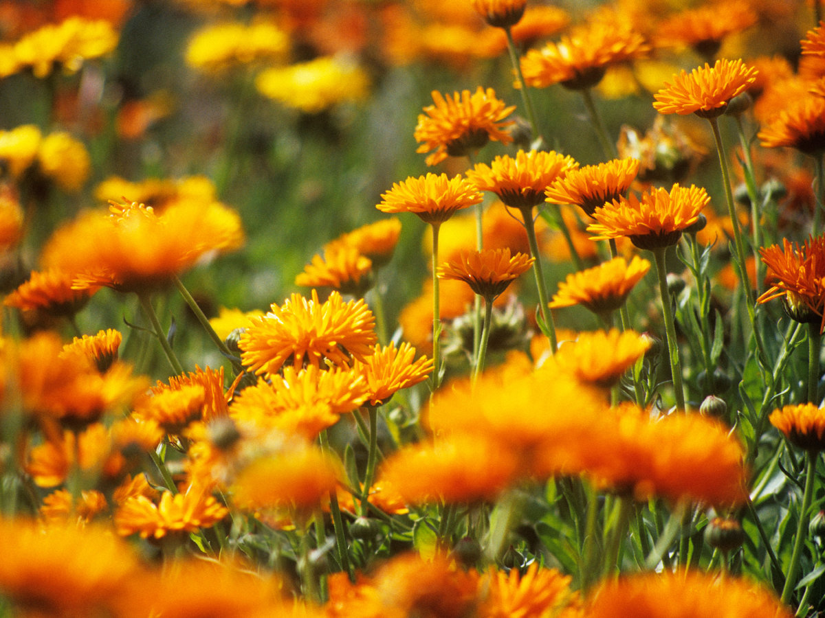Northern California September Garden Checklist Sunset Magazine