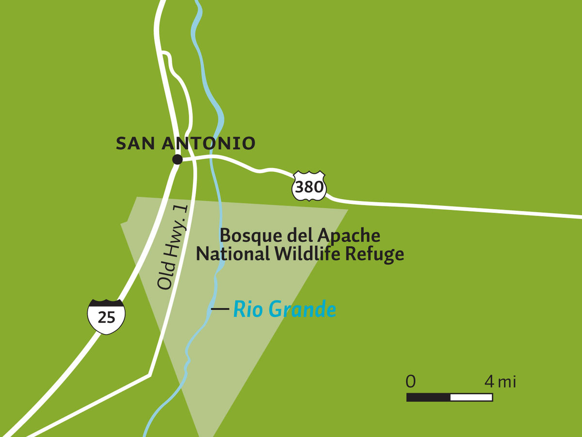 Birdwatching in Bosque del Apache Birdwatching in Bosque del Apache