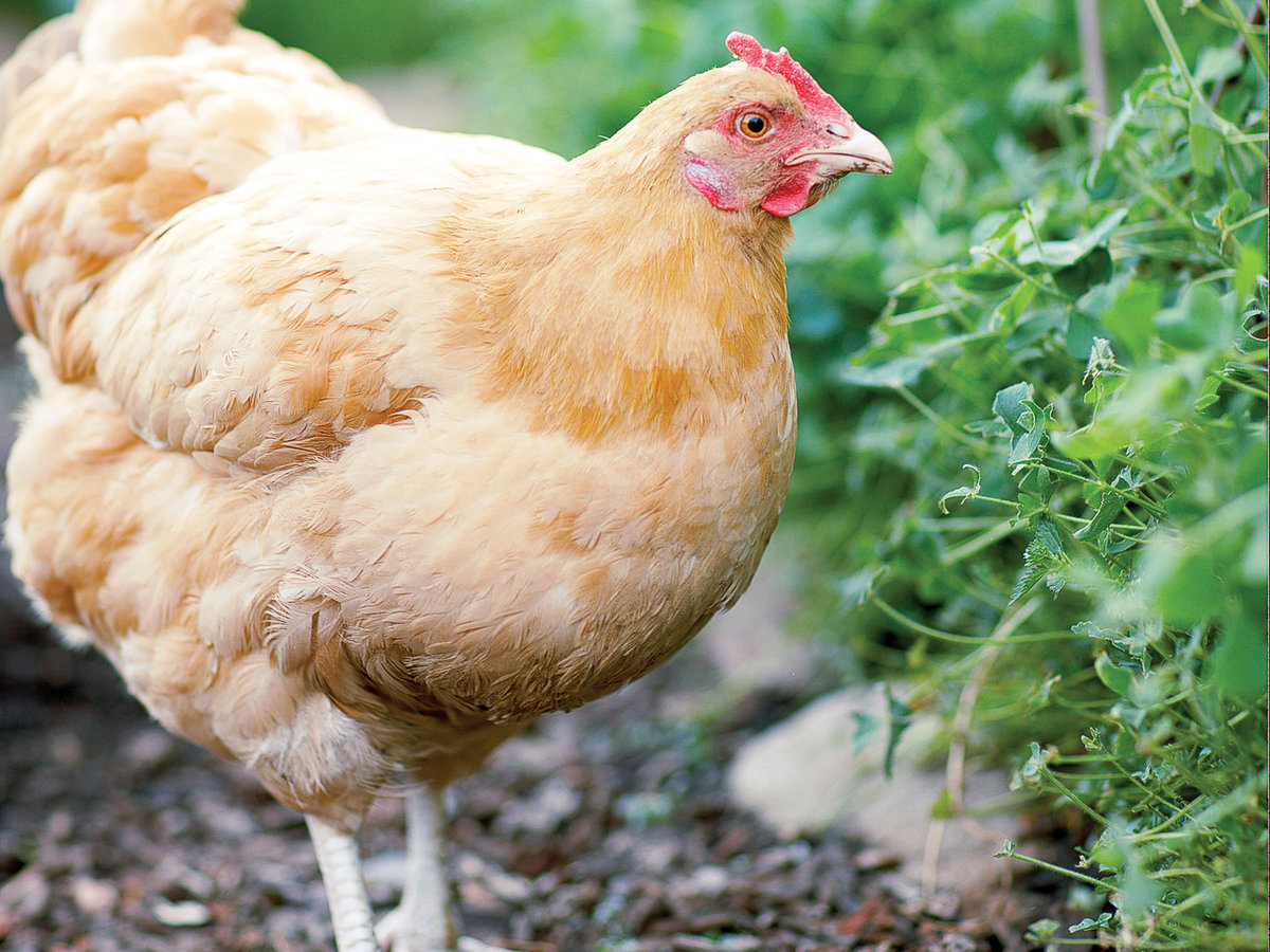 Raising Chicks with Mother Hen - Backyard Poultry