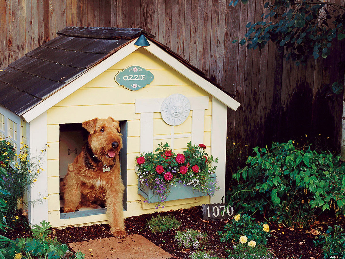 8 Backyard Ideas to Delight Your Dog
