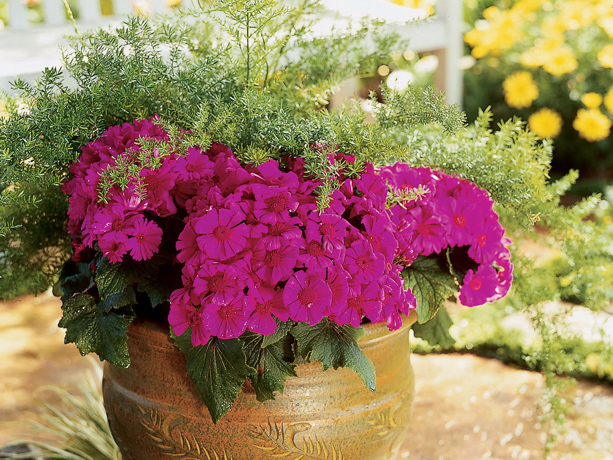 Florist's cineraria