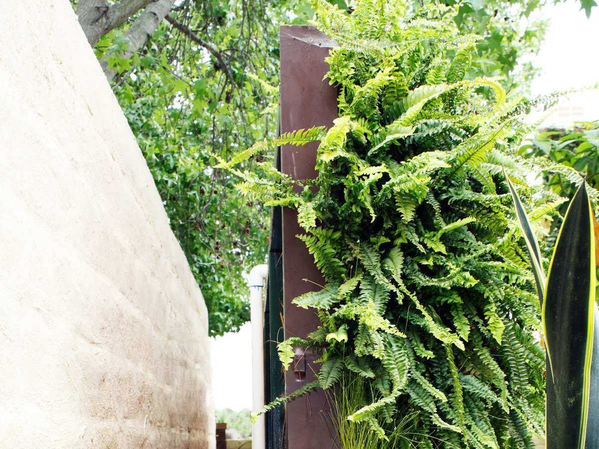 How To Plant A Living Wall Sunset Living Wall Frame