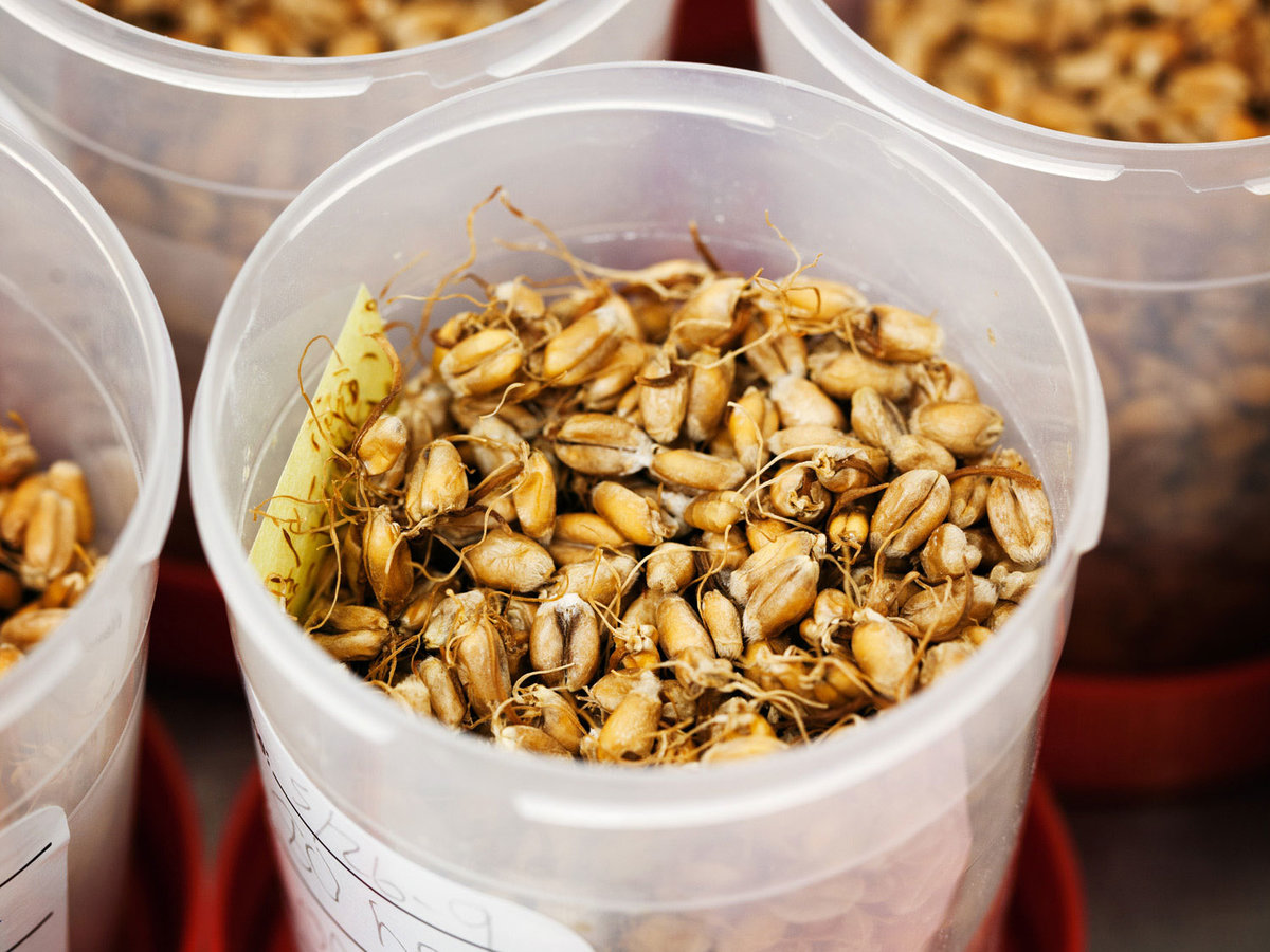 Sprouted wheat grain