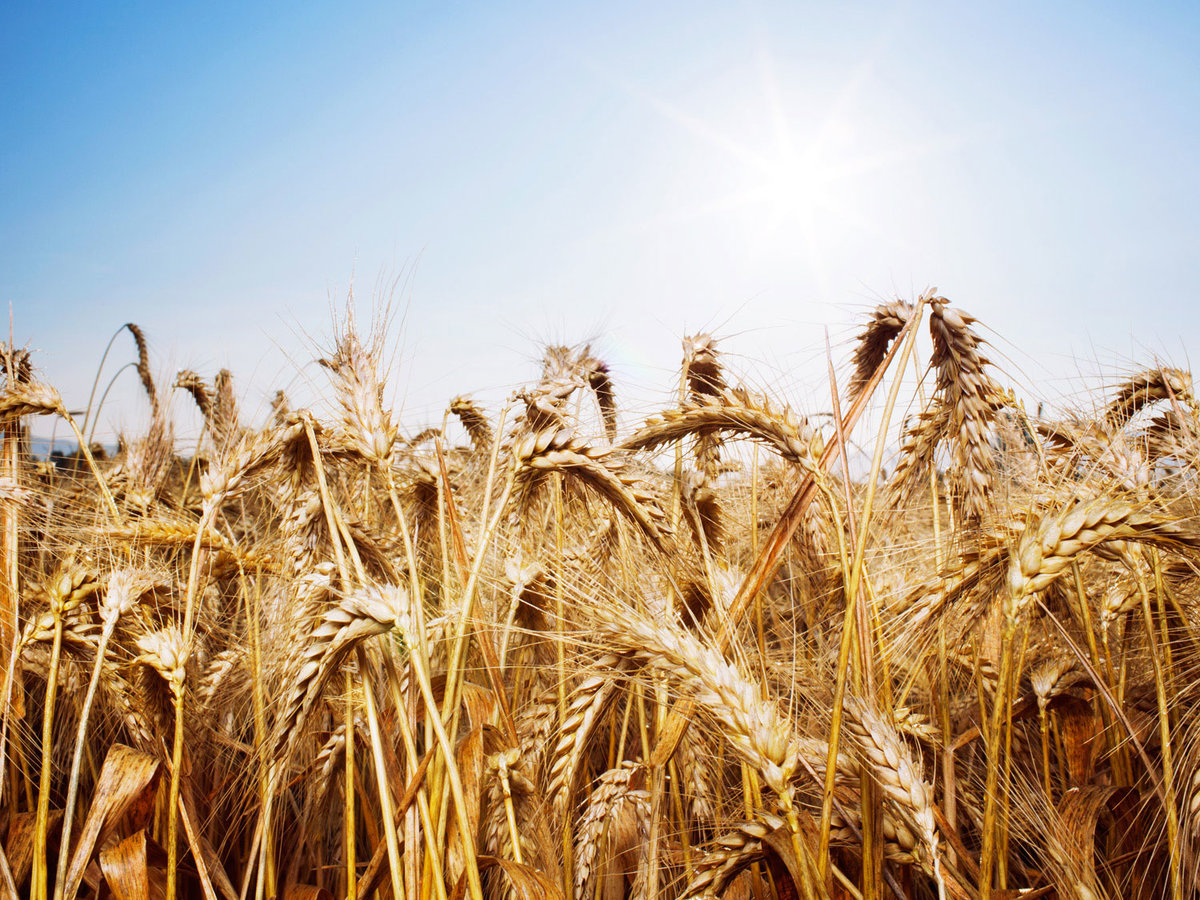 How To Bake Whole Wheat Bread Sunset Magazine Sunset Magazine multigrain-bread-recipe-boersen-mag