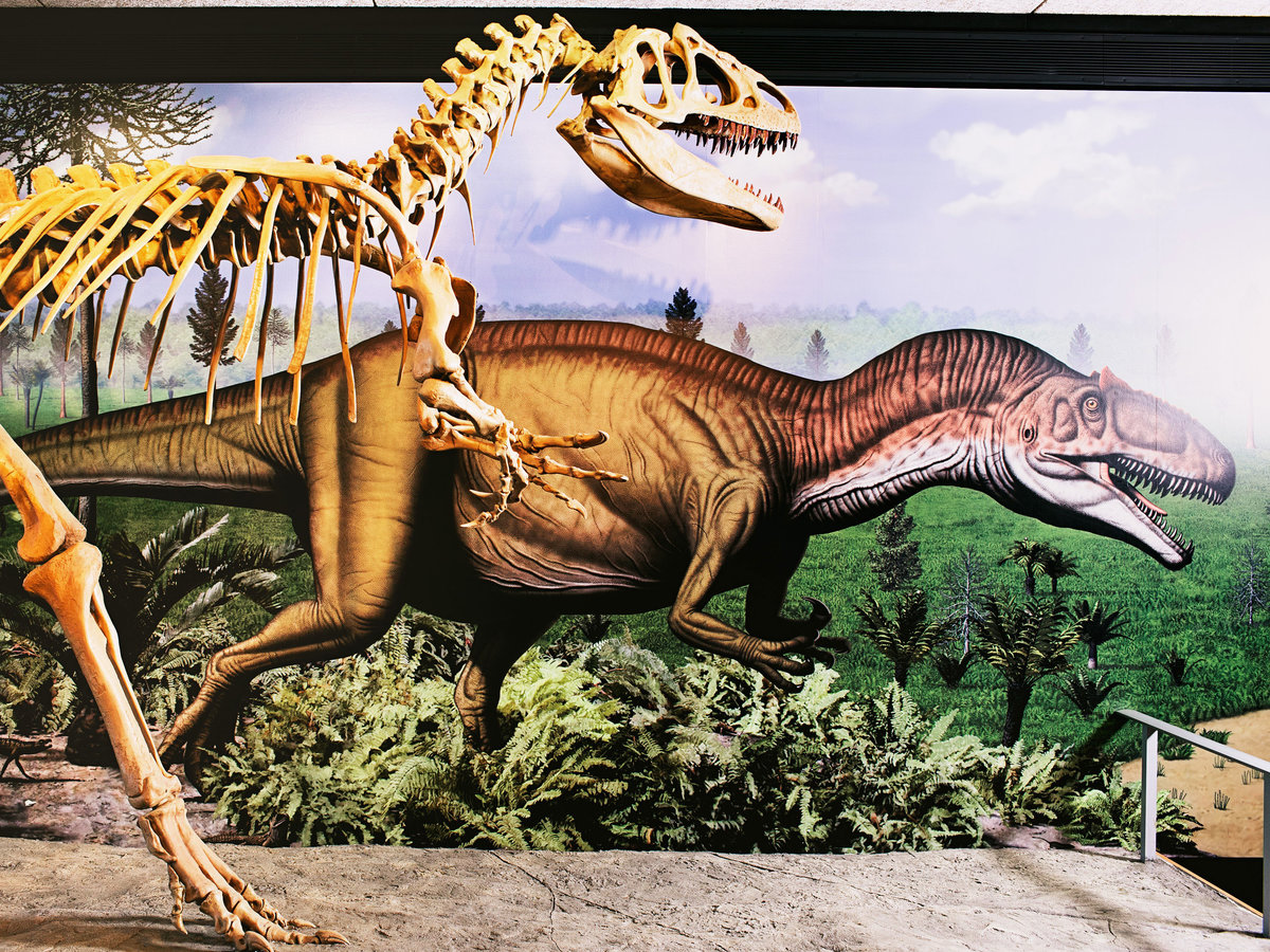 dinosaur national forest