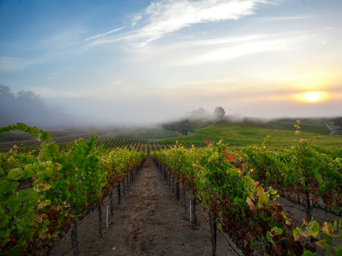 Russian river valley wineries store