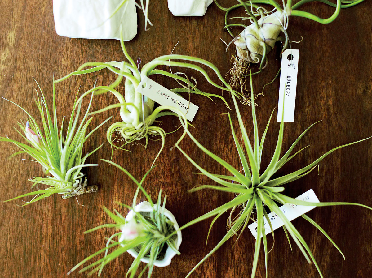 Tillandsias