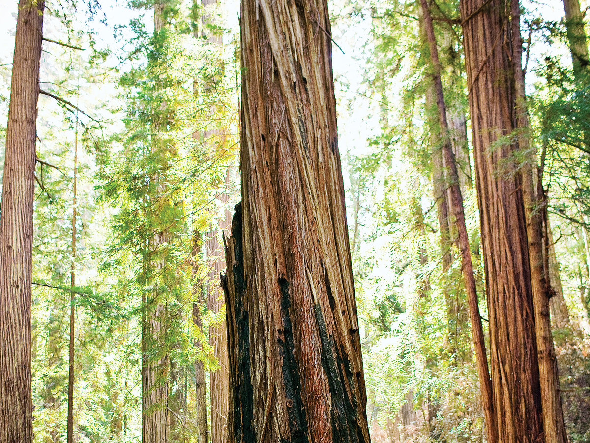 Day Trip Ukiah Ca Sunset Magazine