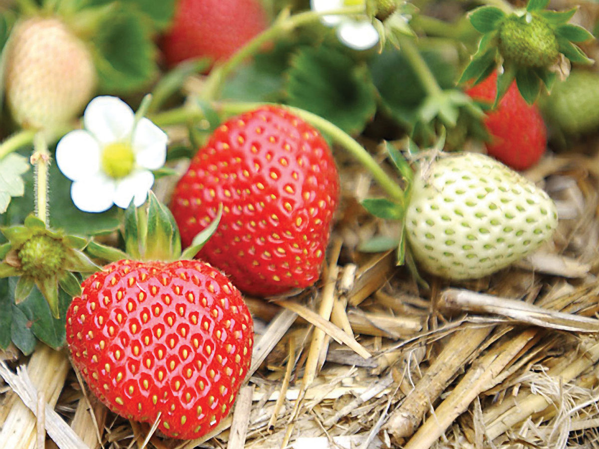 Watsonville strawberries